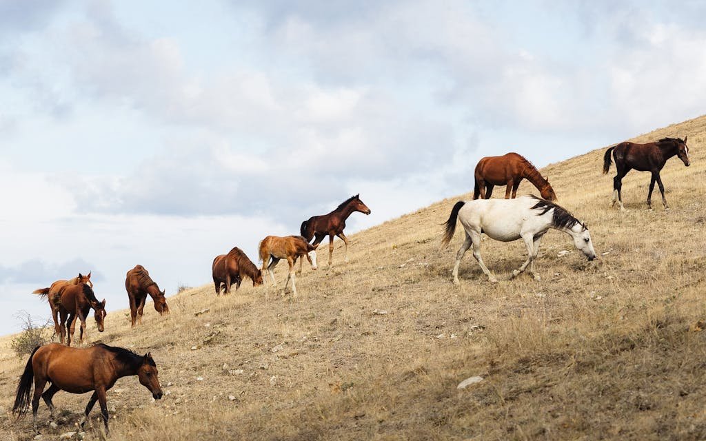 A herd of horses graze on a gently sloping grassland under a cloudy sky.