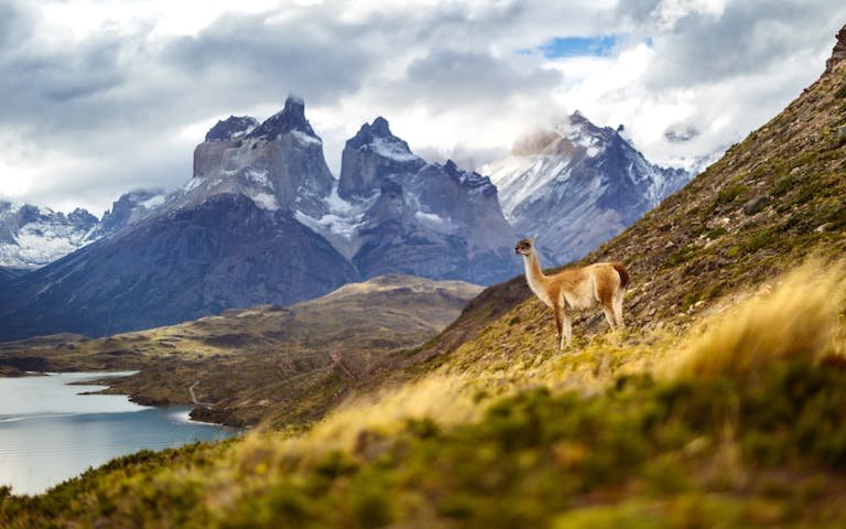 Guanaco standing against the stunning Andes backdrop in Torres del Paine, Chile.