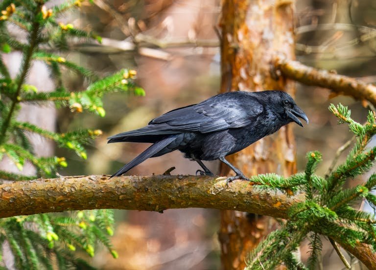 Detailed shot of a black raven perched on a tree branch in a forest setting.